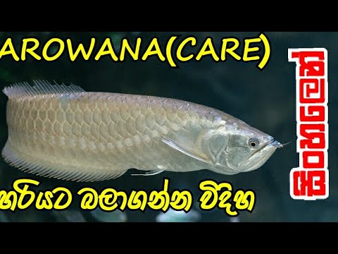 Arowana Care in sinhalaMonster Arowana Care in Sinhala