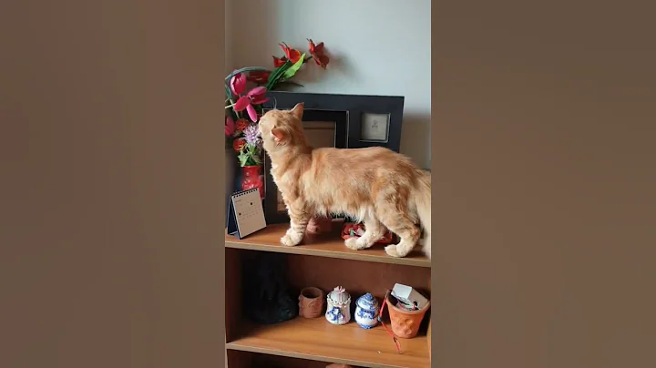 Video 10009341: cats catlover pets meow, pets catlover meow funny, kitten meowing, cats lazy funny, catlover travel, funny cat playing