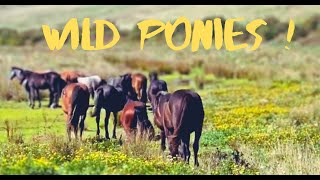 : Welsh Mountain Ponies