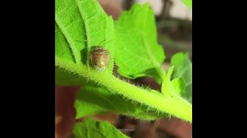 A tiny shield bug | Eysarcoris sp.(Pentatomidae)