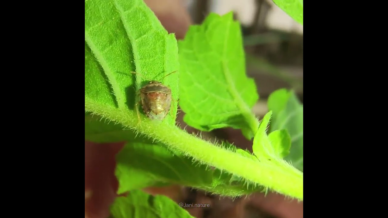 A tiny shield bug | Eysarcoris sp.(Pentatomidae)
