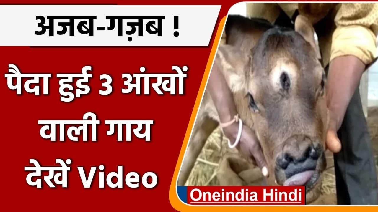 Chhattisgarh: गाय ने दिया 3 आंख वाले बछड़े को जन्म, लोग मान रहे शिव अवतार | वनइंडिया हिंदी
