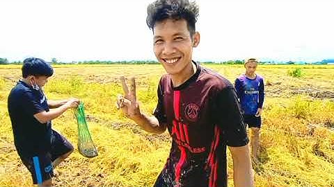 Theo mái cắt bắt chuột đồng Mùa gặt Lúa ở Quê Tôi chụp bắt chuột như phim hành động