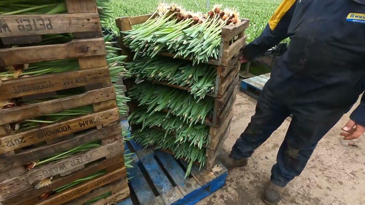 UK tulip growing, storing and picking