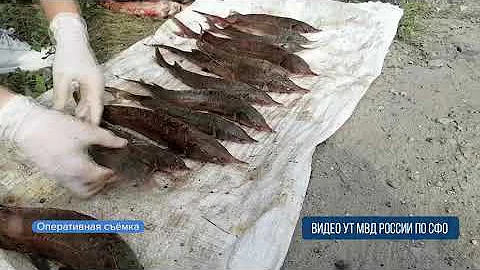 Сотрудники транспортной полиции задержали барнаульца за незаконный вылов стерляди