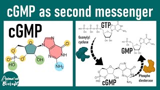 Cgmp As A Second Messenger The No Cgmp Pathway Cgmp And Phototransduction