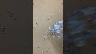 Falling Thumbtacks #asmr #asmrshorts #shorts