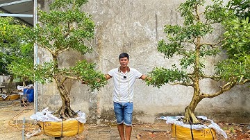 Nguyệt Quế lá Xoắn bông Chùm dáng Đẹp chàobán 25/2☎️O971-O52O39 gặp HoàngLê