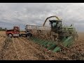 Chopping Ear Corn near Sidney Ohio - CORN HARVEST 2019