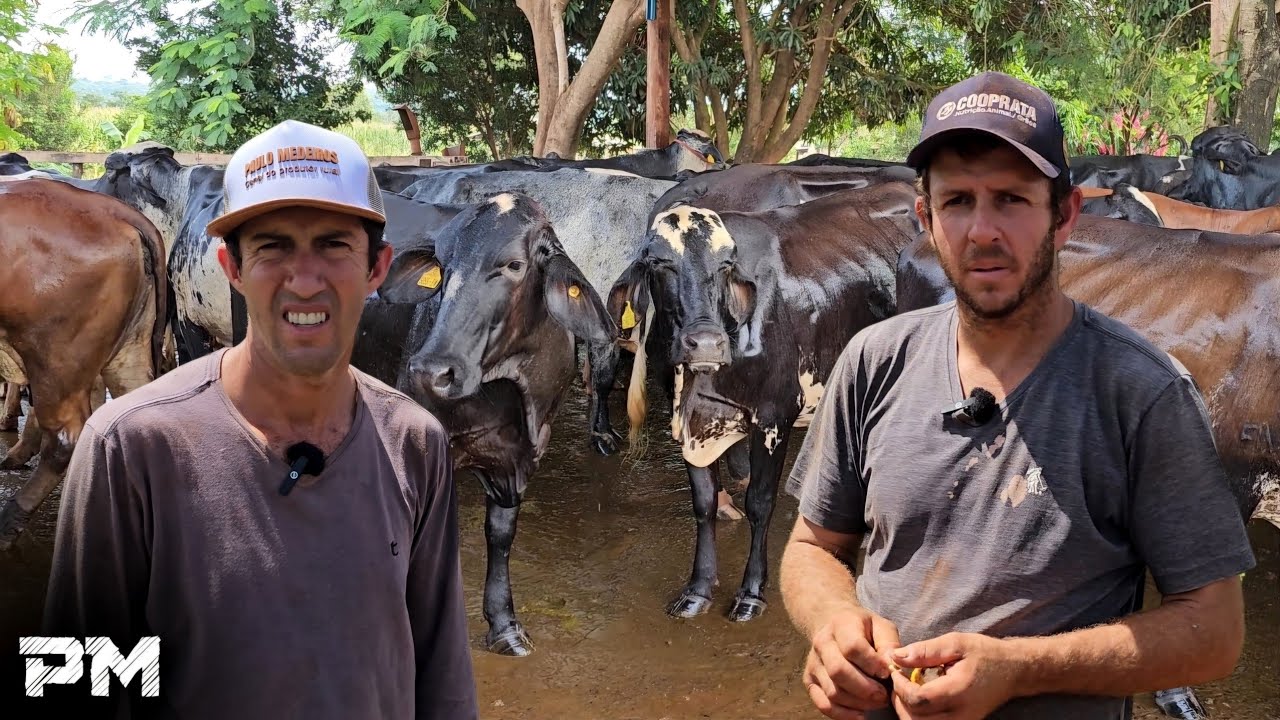 ELES COMEÇARAM COM 3 VACAS E HOJE TIRAM MAIS DE 1.500 LITROS DE LEITE