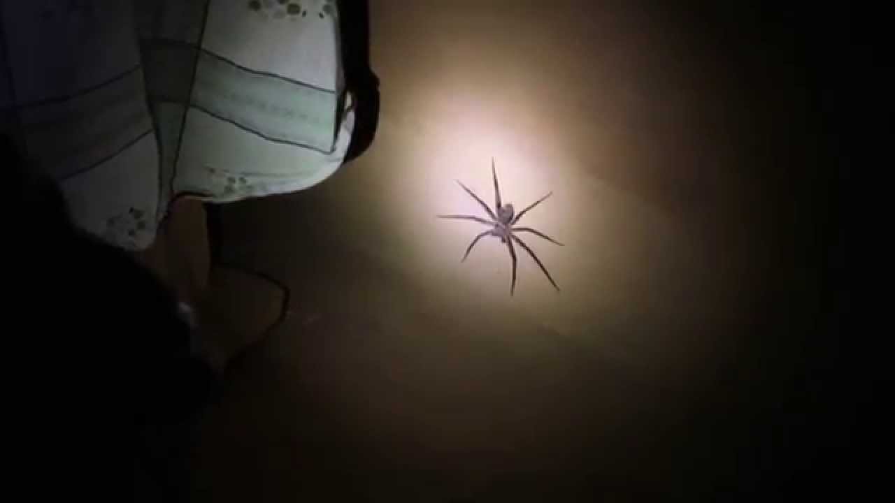 Ok that's a big spider under my bed YouTube