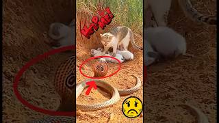 Whoever it is, please take the cat away 🙏#CatNova #cats #cat #CatHealth #CatCare  #CatLover #sad