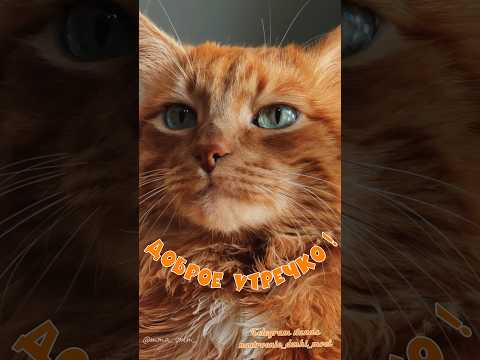 #длявасдрузья #доброеутро #видеоролики #музыкальнаяоткрытка #доброеутрооткрытки