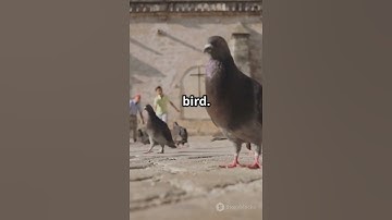 #facts #funfacts #piegeon #shortvideo #shorts #subscribe