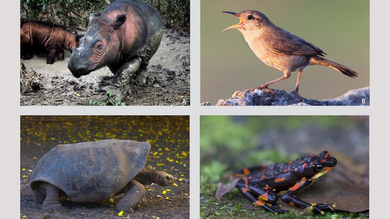 Humans are Accelerating the World’s Sixth Mass Extinction - YouTube