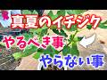 【鉢植え】イチジクの真夏にやるべき作業&やったらダメな管理はコレ