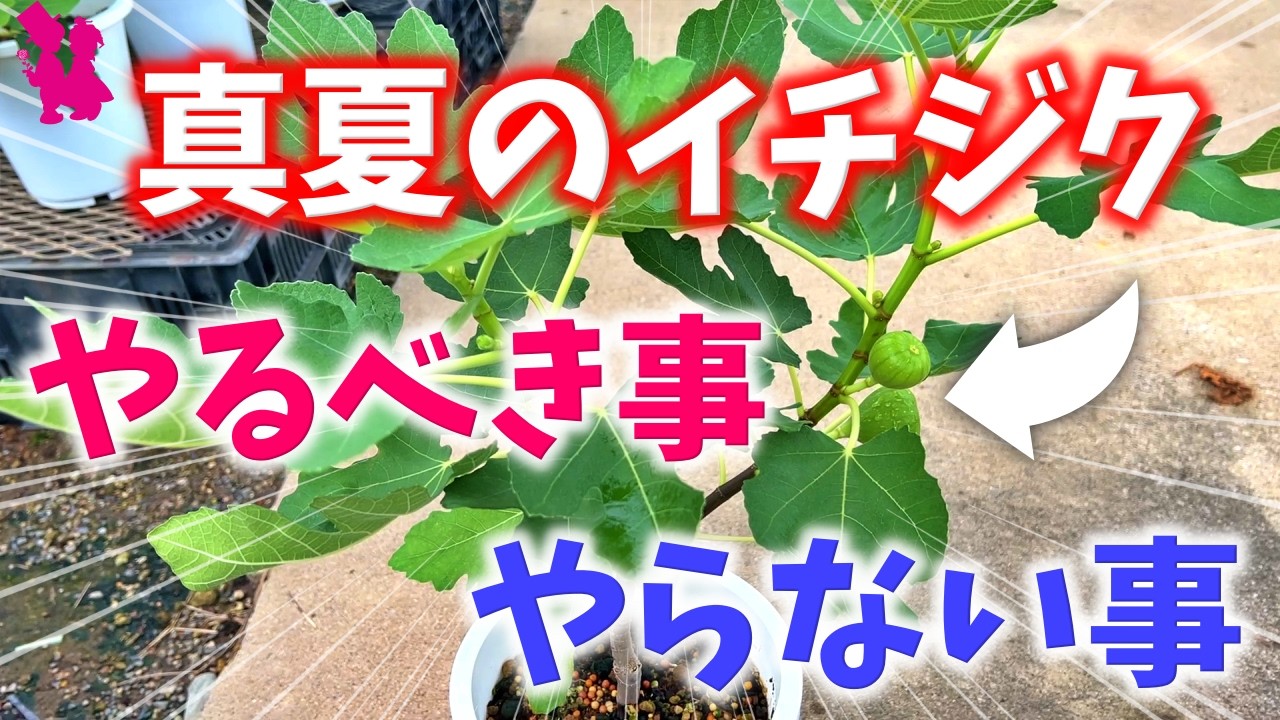【鉢植え】イチジクの真夏にやるべき作業&やったらダメな管理はコレ