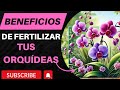 Beneficios de Fertilizar tus Orquídeas: ¡Flores Más Hermosas y Duraderas