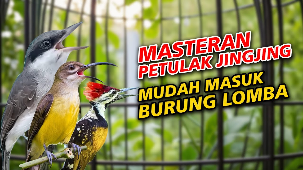 MASTERAN PETULAK JINGJING PIJANTUNG PISANG PELATUK BAWANG BURUNG LOMBA MUDAH MASUK