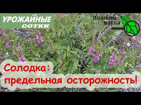 Опасная безопасная... СОЛОДКА! Будьте осторожны! Популярное средство от кашля - с подвохом!