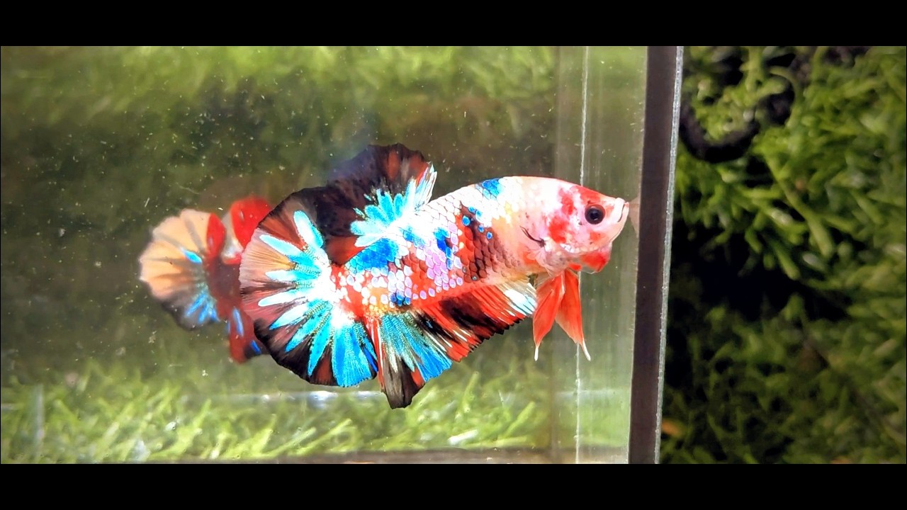 Đợt cá 28/02/2026.Nemo galaxy 50k tặng mái