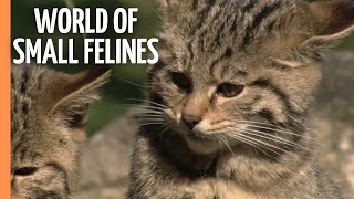 Beyond Lions and Tigers - Explore The Mighty World of Small Felines | Full Documentary
