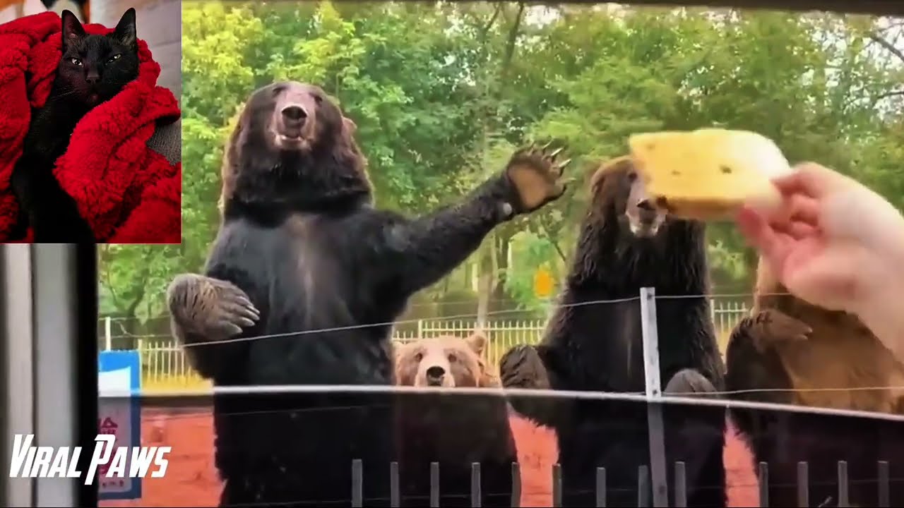 Crazy Animal Encounters You Won't Believe #1     