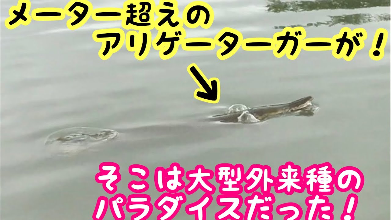 アリゲーターガーを釣りに行ったら本当にいた そこは大型外来種のパラダイス Youtube