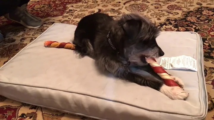 Mitzy's First Week At Home   Rescue Dog