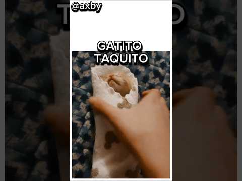 GATITO TAQUITO #axby #gatos #gato #cat #cats #catvideos #shorts #viral #viralvideo #trending #yt