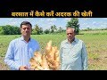 अदरक की खेती कैसे करें | बरसात में अदरक की खेती की जानकारी | Ginger Farming in India