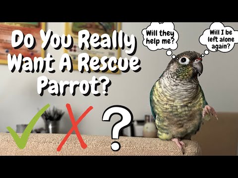 วีดีโอ: Parrot Rescue ต้องการความมุ่งมั่นเป็นพิเศษ