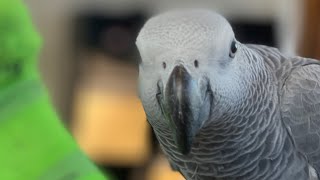 Symon the African Grey Talking Baby Parrot is quite chatty today🤗#africangrey #birds #pets #chatty