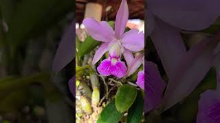 linda variação bde Cattleya walkeriana #flores #plantas #orquideas