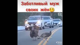 Хайвон бўлсада, бази рашқсиз хавёнлардан рашқи кучли экан.