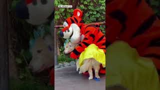 Service Dog Waits Patiently At Disneyland To Meet Her Hero, Tigger