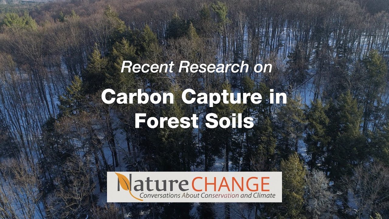 Carbon Capture in Forest Soils - YouTube