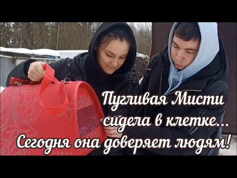 Пугливая Мисти сидела в клетке… Сегодня она доверяет людям! Приют для животных