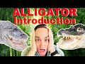 Introducing my alligators for the first time