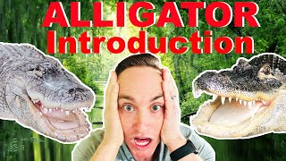 Introducing My Alligators For The First Time