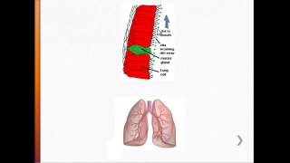 USMLE - Immunology - The Lungs, Respiratory Airways, \& Alveolar Macrophages