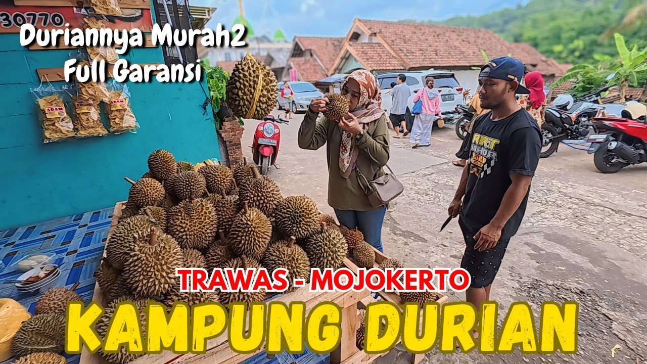 KAMPUNG DURIAN Trawas Mojokerto // Yang Suka Durian Wajib Kesini, Beli Satu Gak Cukup