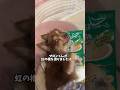 7月18日大好きなマロンくんが虹の橋を渡りました。 #tiktok #shorts #老犬