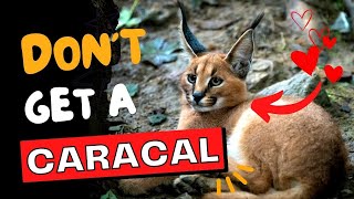 18 Reasons To NOT Get a Caracal Cat by Oh My Cat 1,671 views 6 months ago 2 minutes, 23 seconds