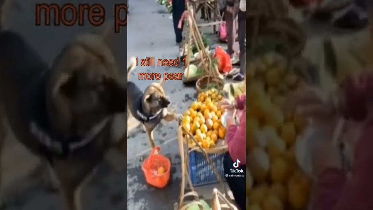 DOG WANTS PEAR?!?!?!!??!???
