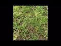 How to make a ladybug home