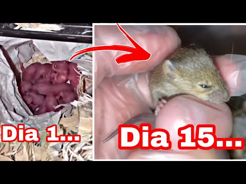 Video: Cómo cuidar a los ratones bebés