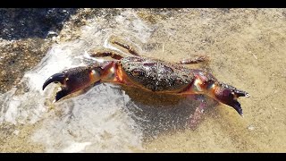 Крабы Черного Моря - краб каменщик Крабы Черного Моря - краб каменщик