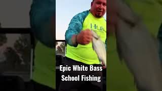 Epic Bass Fishing! #shorts #g4outdoors #epic #bass #fishing #whitebass #school