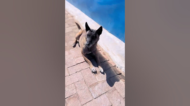 In a critical moment, emergency rescue of dogs is great! The dog has become a spirit